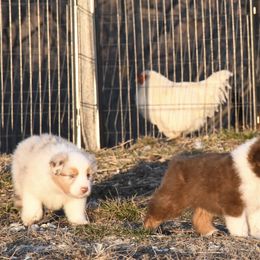 Australian Shepherd Puppies from BellSharps Australian Shepherds