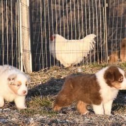 Australian Shepherd Puppies from BellSharps Australian Shepherds