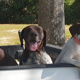 German Shorthaired Pointers from Krazy 8 Kennels