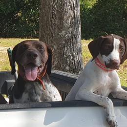 German Shorthaired Pointers from Krazy 8 Kennels