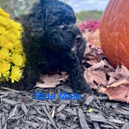 Boy 2 - Black phantom male Aussiedoodle puppy in Woodbury, Connecticut from Crabtree Farm Doodles