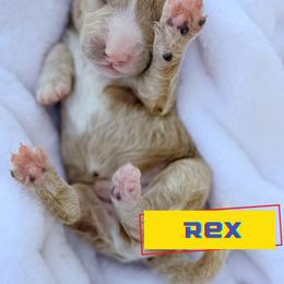 Rex - Cream male Goldendoodle puppy in Lakeland, Florida from Rolling Oak Doodles