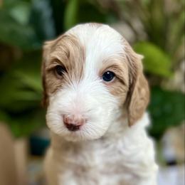 Maple - Apricot female Goldendoodle puppy in S AI Nt John, Indiana from Lulu's Goldendoodles