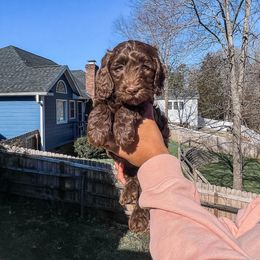 Cockapoo and Goldendoodle Puppies from My Forever Best Friend