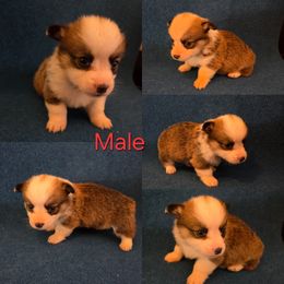 Pembroke Welsh Corgi Puppies from RRR Corgis