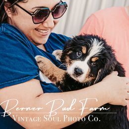 BOY - Tri-color male Bernese Mountain Dog puppy in White Lake, Michigan from Berner Bud Farm