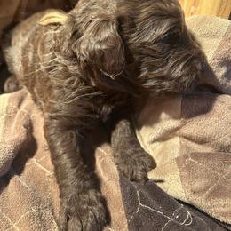 Boy ( brown) - Chocolate male Labradoodle puppy in Lowville, New York from Pleasant View Labradoodles and micro cockapoos