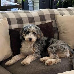 Riley - Bernedoodle