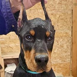 Green *SOLD* - Doberman Pinscher puppy from European Dobermans by Diana