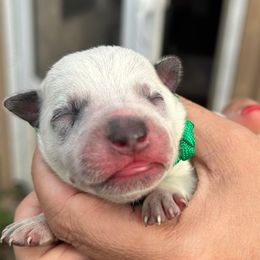 Green - Blue mottled male Australian Cattle Dog puppy in Chelsea, Oklahoma from CT Mini Heelers