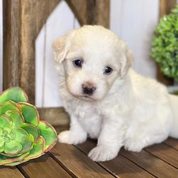 Cavapoo and Coton de Tulear Puppies from Big Gulch Puppies