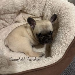 French Bulldog Puppies from Sunnyfield Frenchies