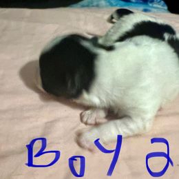 Boy 2 - Parti male Yorkshire Terrier puppy in Eddyville, Kentucky from Paw-Perfect Palace