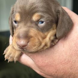 Lennon - Chocolate and tan male Dachshund puppy in Loxahatchee, Florida from Lazy Acres Farm & Long Back Ranch