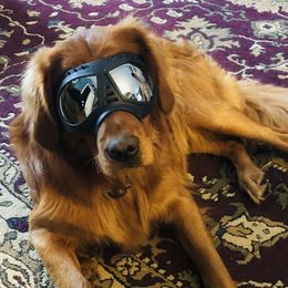 Sam - Golden Retriever