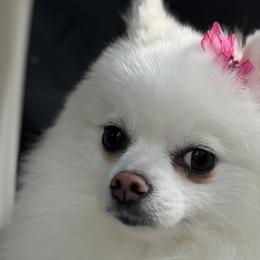 Claire - Pomeranian