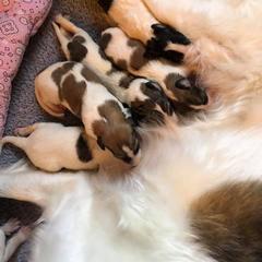 Borzoi and Cavalier King Charles Spaniel Puppies from Aria Borzoi