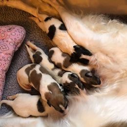 Borzoi and Cavalier King Charles Spaniel Puppies from Aria Borzoi