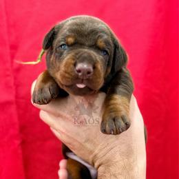 Green Collar Boy - Red and rust male Doberman Pinscher puppy in Cape Coral, Florida from Divine Kaos European Dobermann