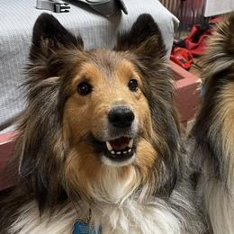 Shetland Sheepdogs from Andrea's Shetland Sheepdogs