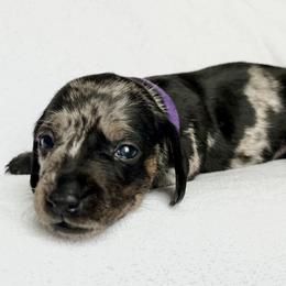 Girl 3 - Dapple female Dachshund puppy in Hollidaysburg, Pennsylvania from Weenie Bros
