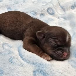 Chocolate - Chocolate male Shih Tzu puppy in Oakville, Washington from Garrard Creek Shih Tzus