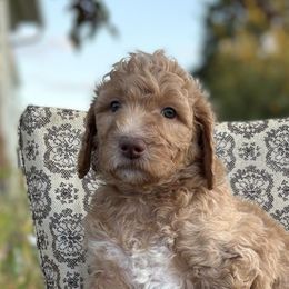 Monica - Cream female Goldendoodle puppy in Berwick, Pennsylvania from Wright’s Wiggle Butts