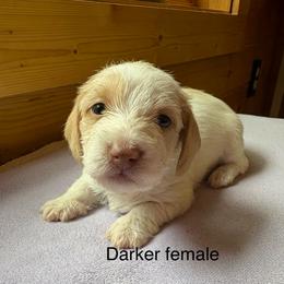 AKC Chocolate based red piebald wirehair - Piebald female Dachshund puppy in Helenville, Wisconsin from Remarkable Doxies