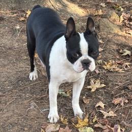 Gemma - Black and white female Boston Terrier puppy in Alabama from Southern Bulldogs