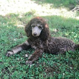 Poodle Puppies from Kings River Poodles and Doodles