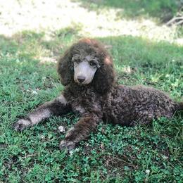 Poodle Puppies from Kings River Poodles and Doodles
