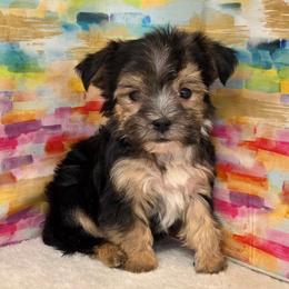 Journey - Black & tan tri-color female Morkie puppy in Monticello, Iowa from Ashley’s Puppies