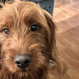 Cooper - Goldendoodle