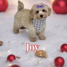 Joy - Cream female Maltipoo puppy in Buford, Georgia from Petite Posh Puppies
