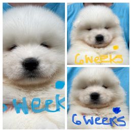 Samoyed Puppies from O’blako Samoyeds