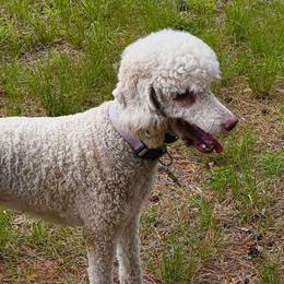 Poodles from McIntosh Standard's