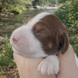 Giselle 3000.00 - Chocolate and tan female Dachshund puppy in Albany, Wisconsin from Deglow’s Doxies