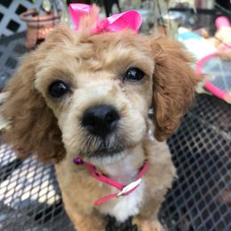 Cinnimin - Poodle