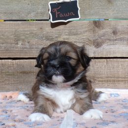 Fawn - Brown female Lhasa Apso puppy in Jefferson, New York from Absolute Lhasa Love