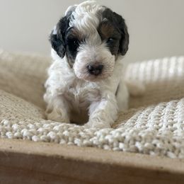 Gigi - Tri-color female Bernedoodle puppy in Modesto, California from Central Valley Canine Companions