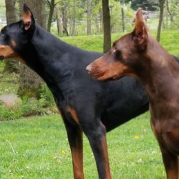 Doberman Pinschers from Haus Von Stidham Dobermans