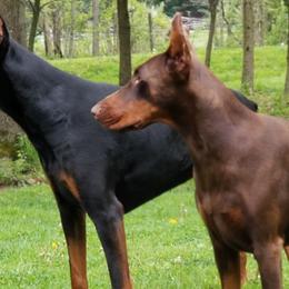 Doberman Pinschers from Haus Von Stidham Dobermans