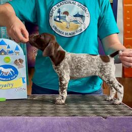 Mulan - Liver and white female German Shorthaired Pointer puppy in North Branch, Minnesota from Chrishelle Farm