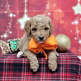 Sophie's Orange Boy - male Goldendoodle puppy in Kountze, Texas from Texas Doodles LLC