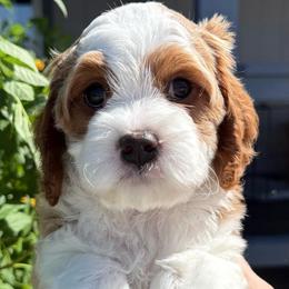 Flam - Blenheim male Cavapoo puppy in Tucson, Arizona from Adored Poodle & Doodles