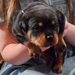 1st pick female - Black and tan female Rottweiler puppy in Menifee, California from Von Der Hing Rottweilers