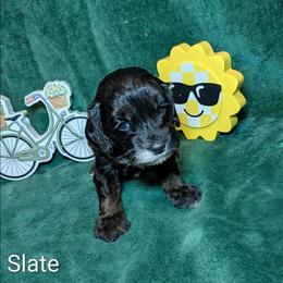 Slate - Black and white male Cockapoo puppy in Sunset, Louisiana from Cano Cockapoos
