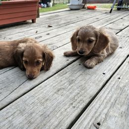 Dachshund Puppies from Boot Scootin Pups