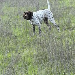 German Shorthaired Pointer All Grown Up from DragonPoint Gun Dogs