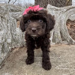 Sierra - female Australian Mountain Doodle puppy in Bristow, Oklahoma from 10-Acre Woods Cockapoos